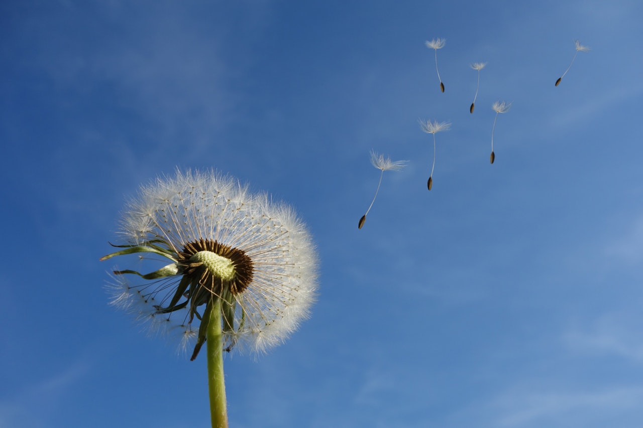 permaculture dandelion